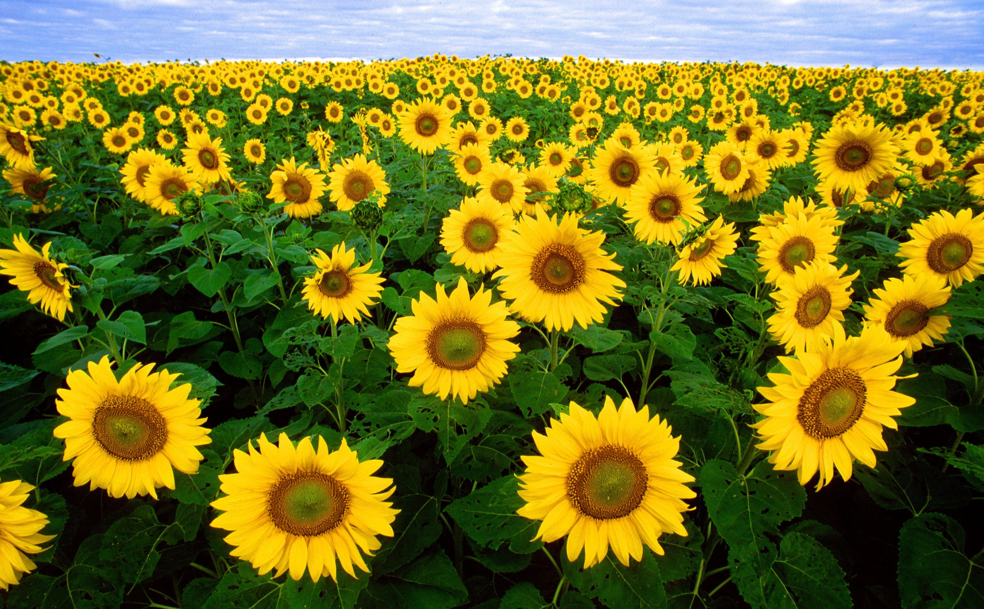Foto sonnenblumen