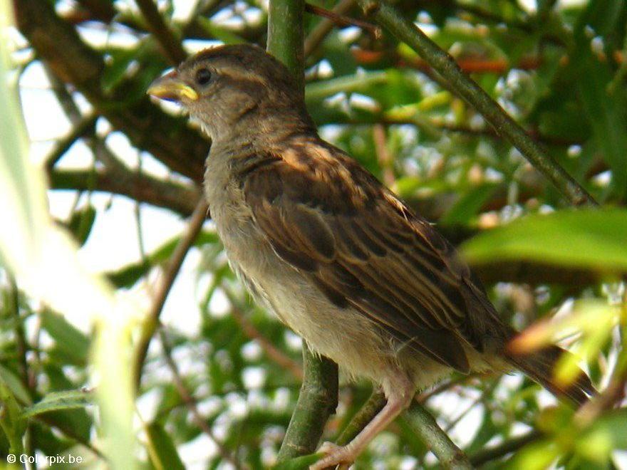 Foto spatz
