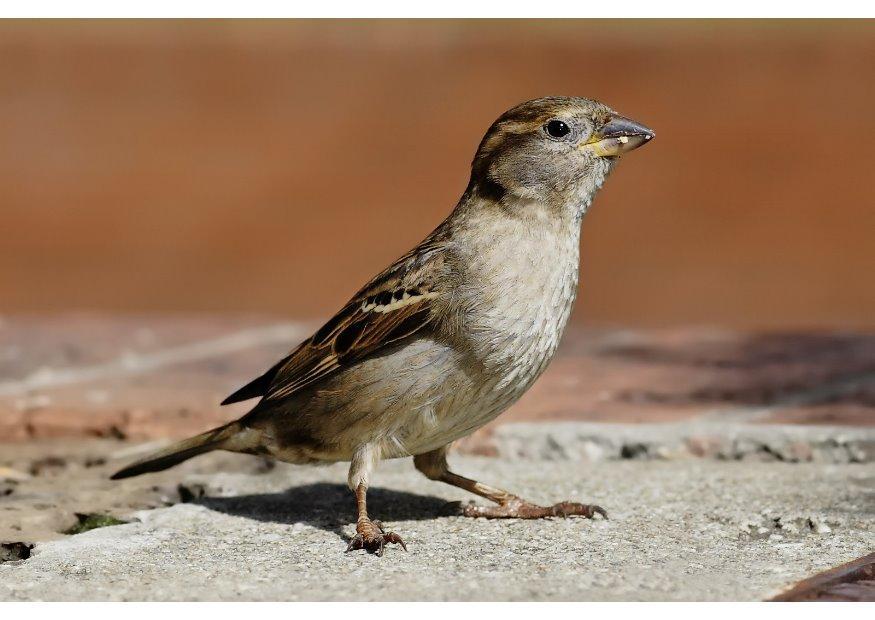 Foto spatz