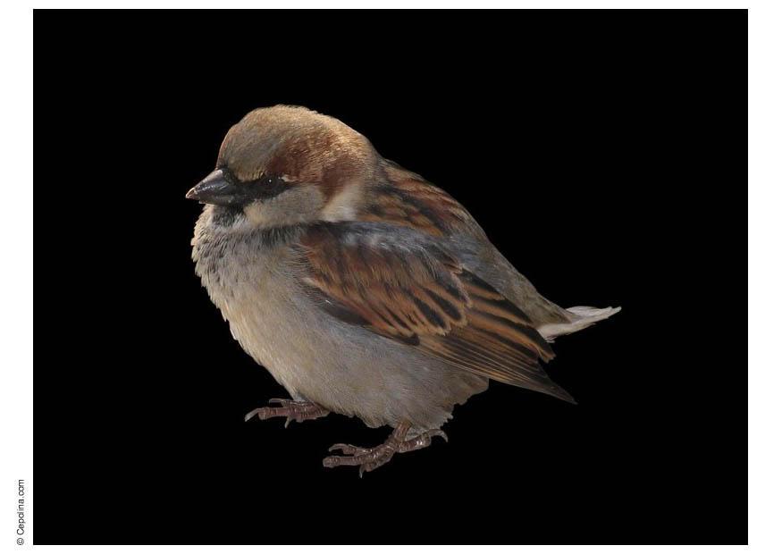 Foto spatz