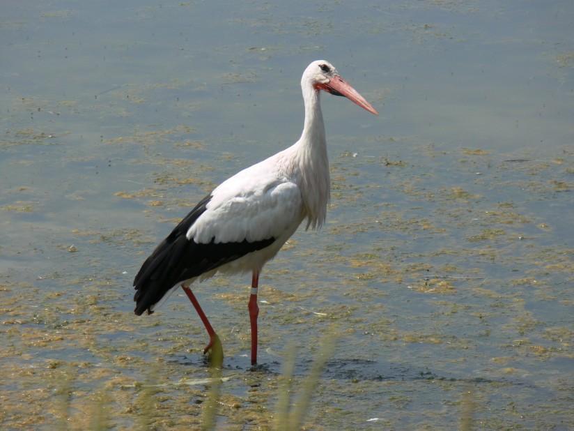 Foto storch