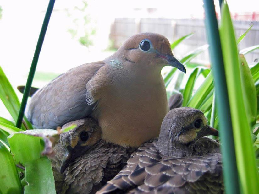 Foto taube mit jungen