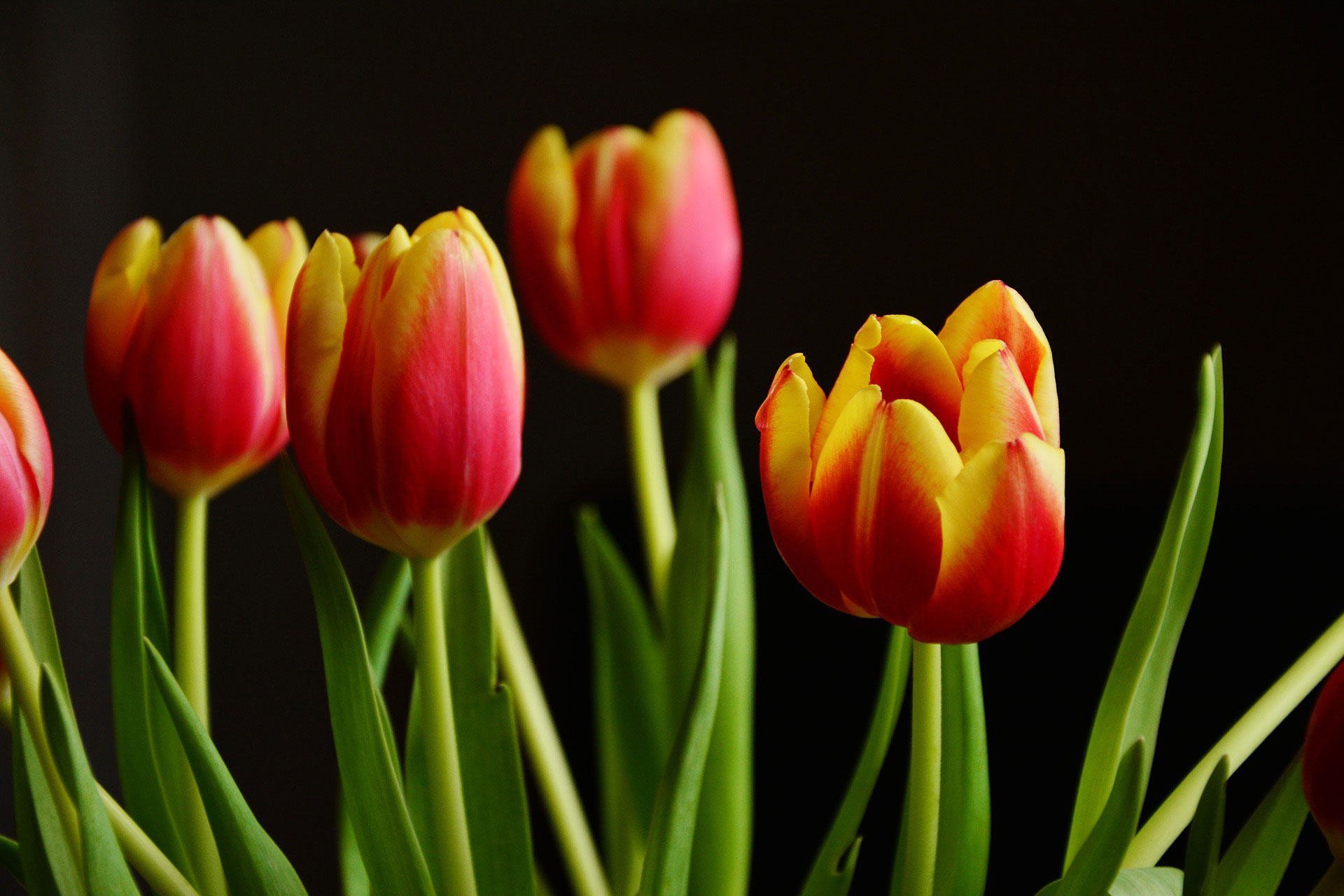 Foto tulpen