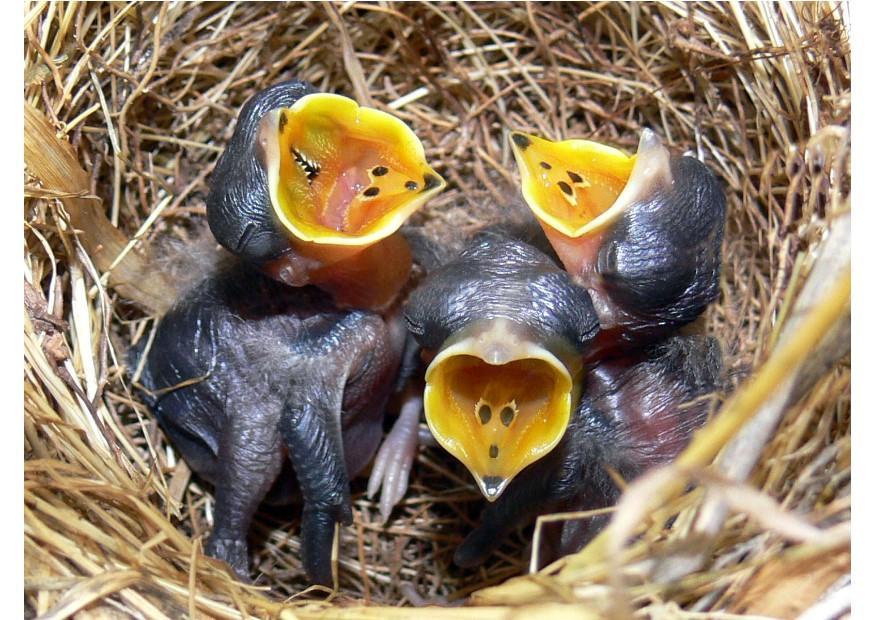 Foto vogeljunge