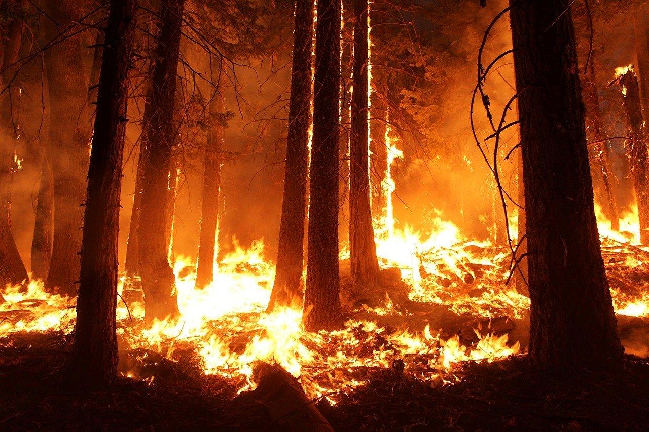 Foto waldbrand
