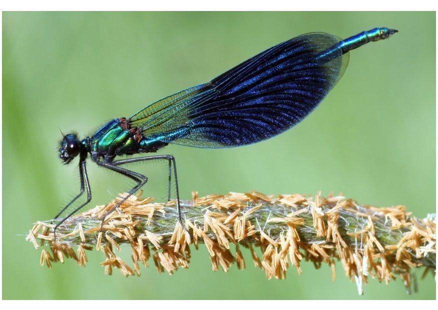 Foto wasserjungfer - libelle