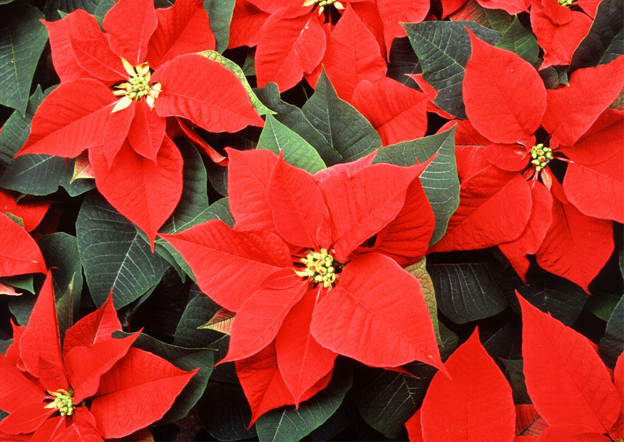 Foto weihnachtsstern