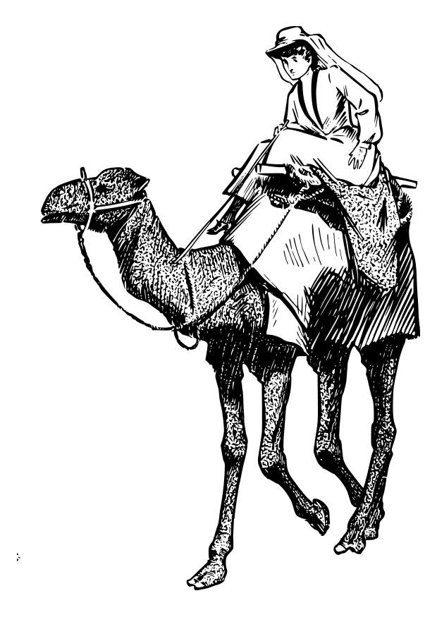 frau auf kamel Malvorlage frau auf kamel