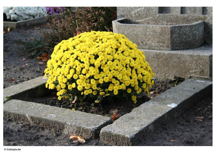 friedhof Foto friedhof