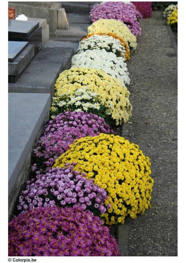 friedhof - chrysanthemen Foto friedhof - chrysanthemen