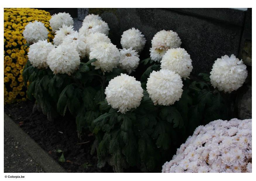 friedhof - chrysanthemen Foto friedhof - chrysanthemen
