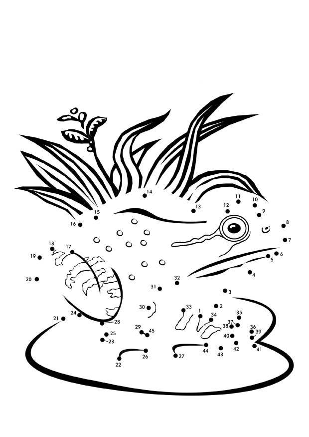 Malvorlage frosch
