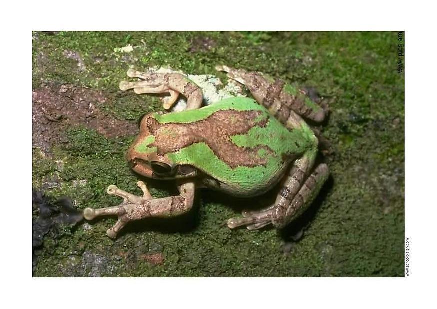 Foto frosch