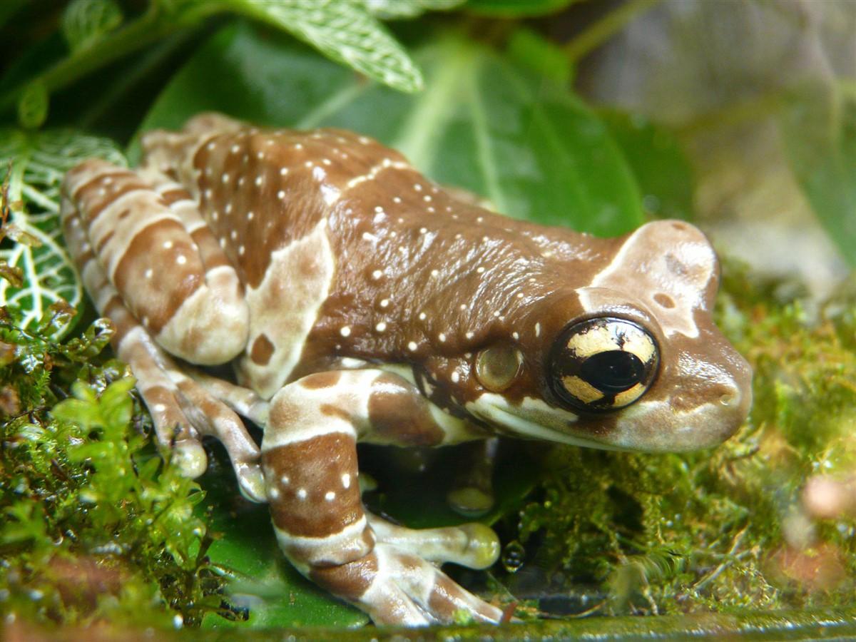 frosch Foto frosch