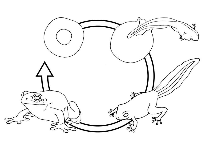 froschzyklus Malvorlage froschzyklus