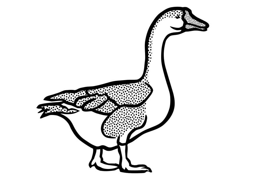 gans Malvorlage gans