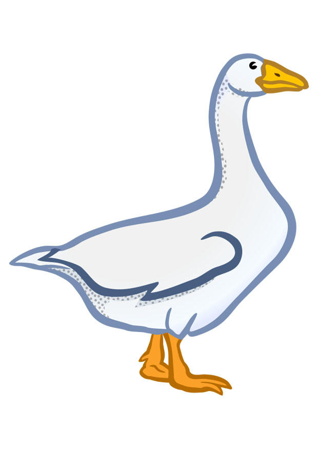 gans Bild gans