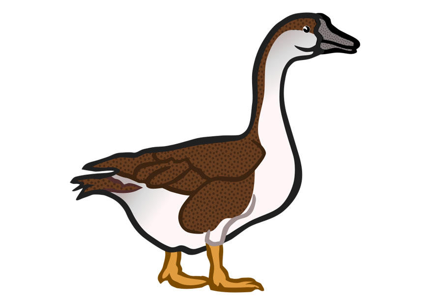 gans Bild gans