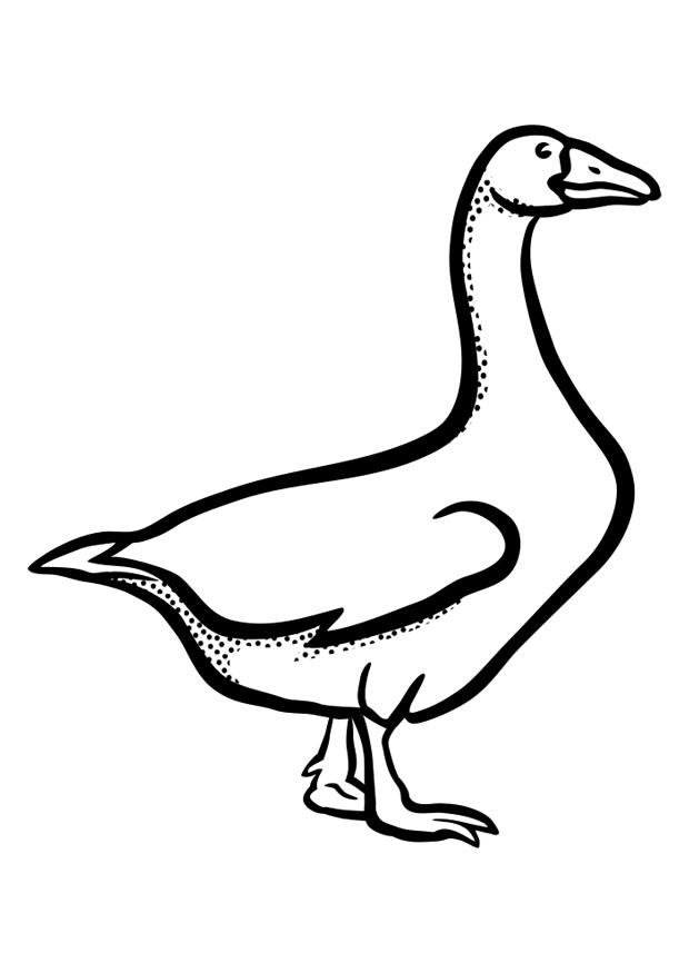 gans Malvorlage gans