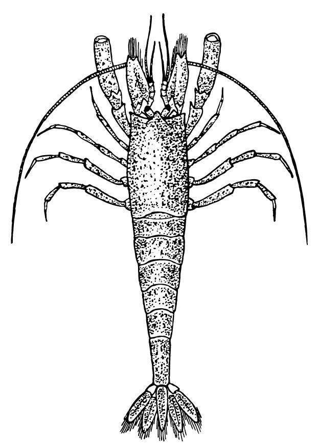 Malvorlage garnele