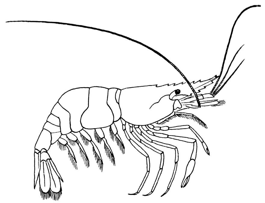 garnele Malvorlage garnele