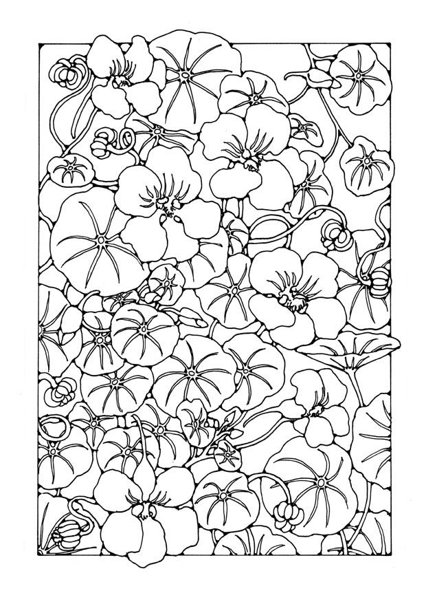 gartenkresse Malvorlage gartenkresse