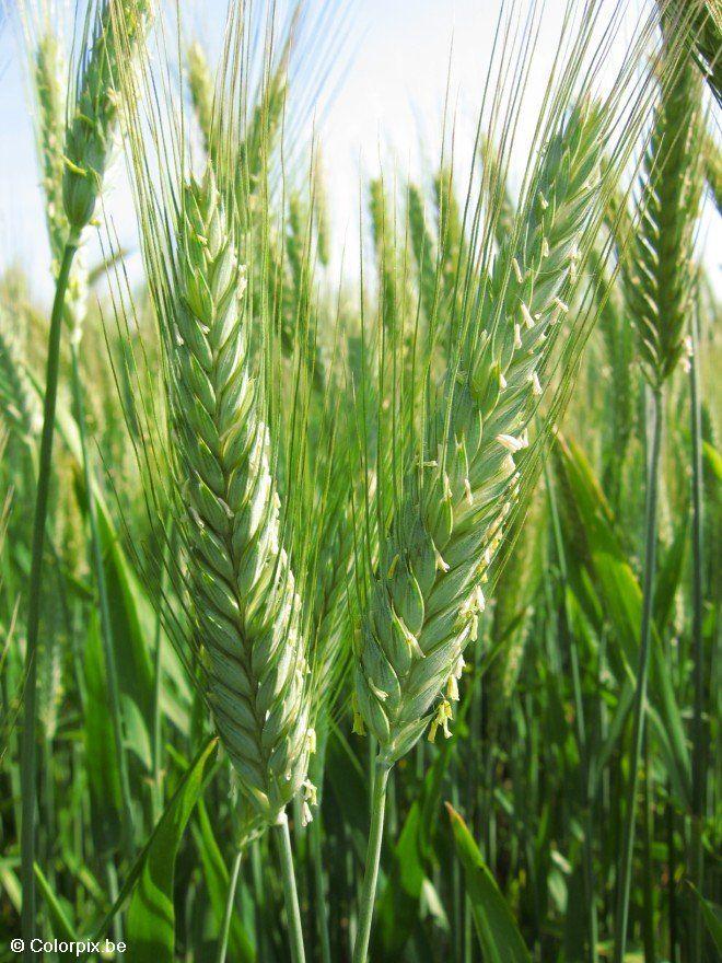 getreide 2 Foto getreide 2