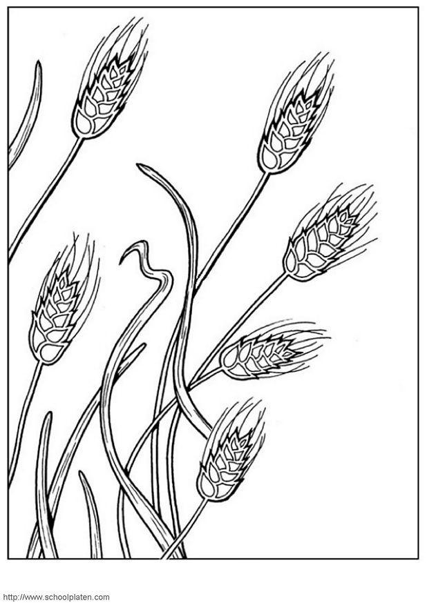 getreide Malvorlage getreide
