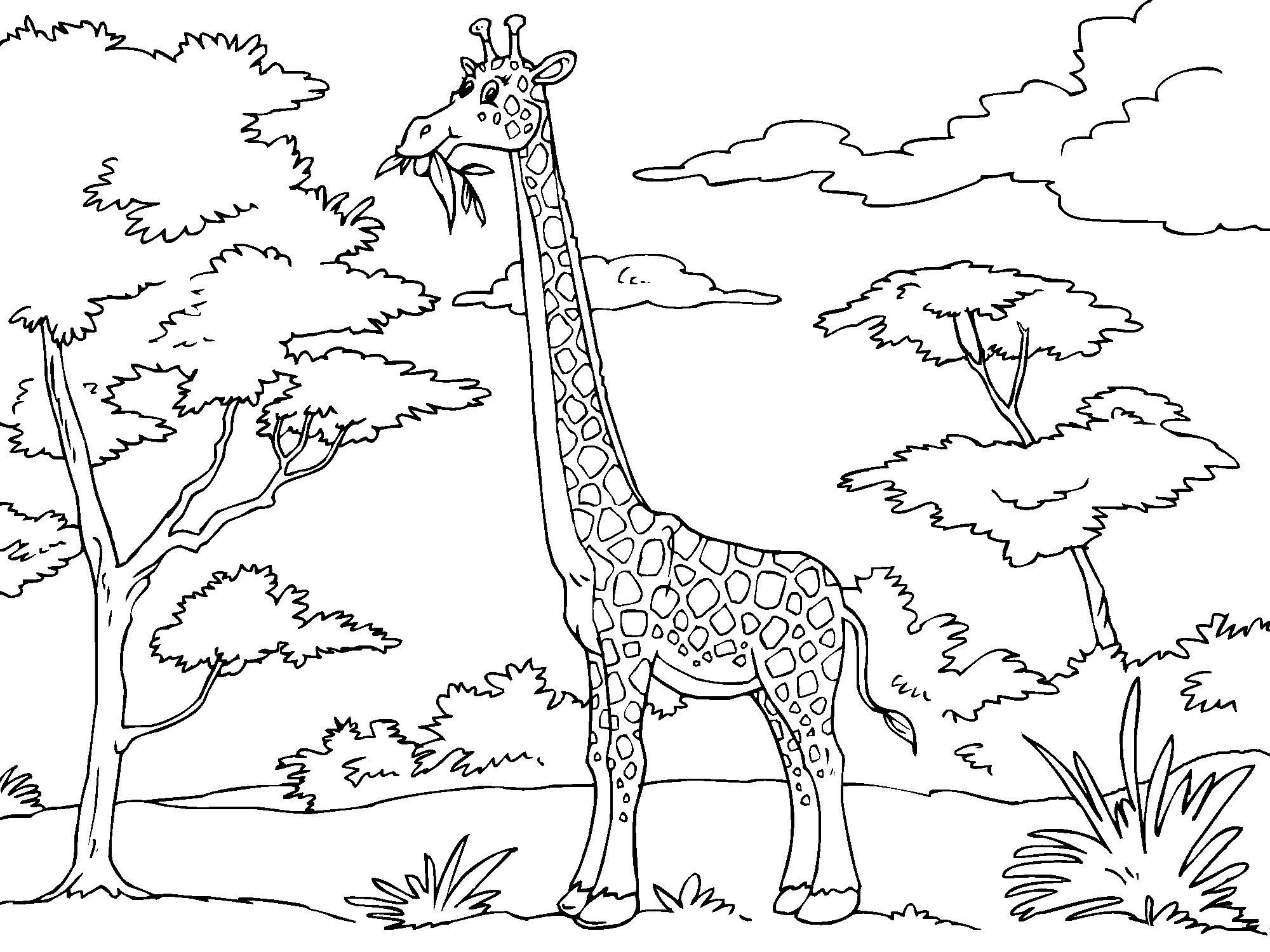 Malvorlage giraffe