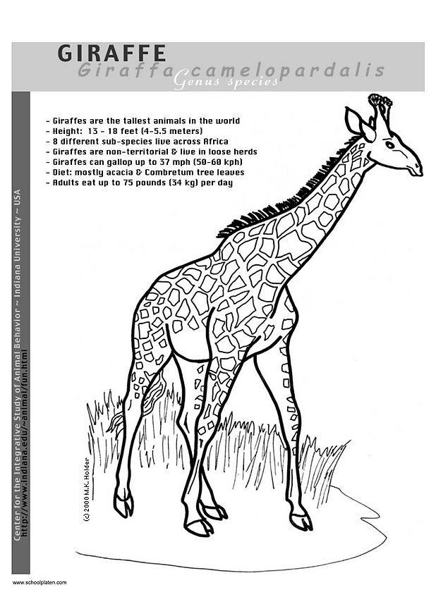 giraffe Malvorlage giraffe