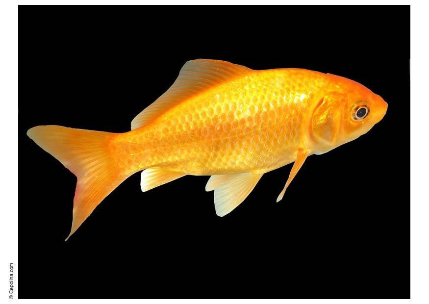 goldfisch Foto goldfisch