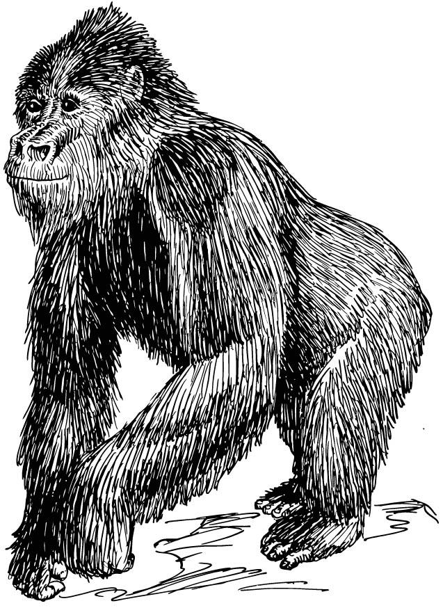 gorilla Malvorlage gorilla