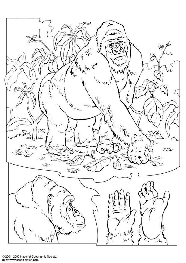 gorilla Malvorlage gorilla