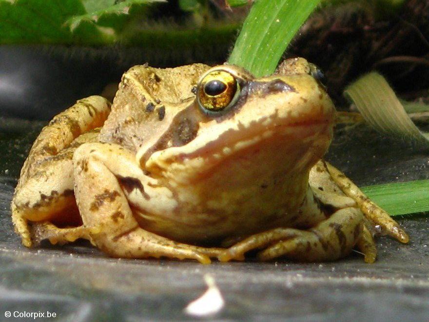 grasfrosch Foto grasfrosch