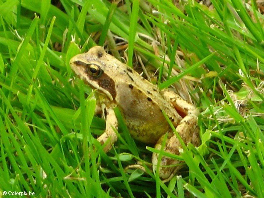 grasfrosch Foto grasfrosch