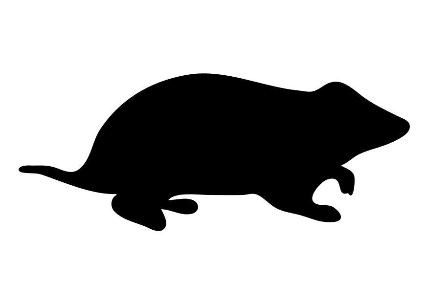 hamster Malvorlage hamster