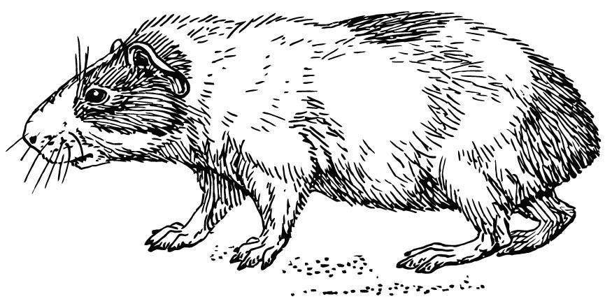 hamster Malvorlage hamster