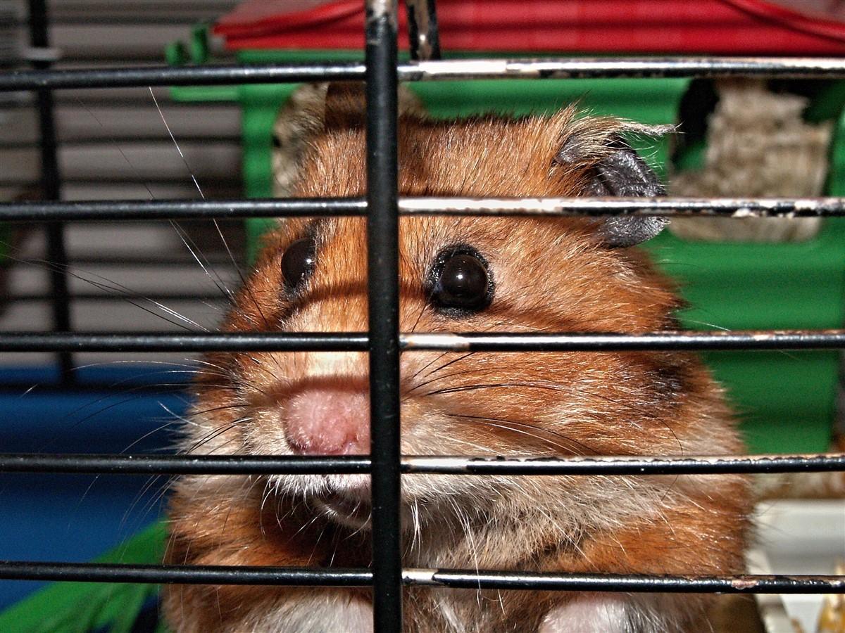 hamster in kA¤fig Foto hamster in kA¤fig