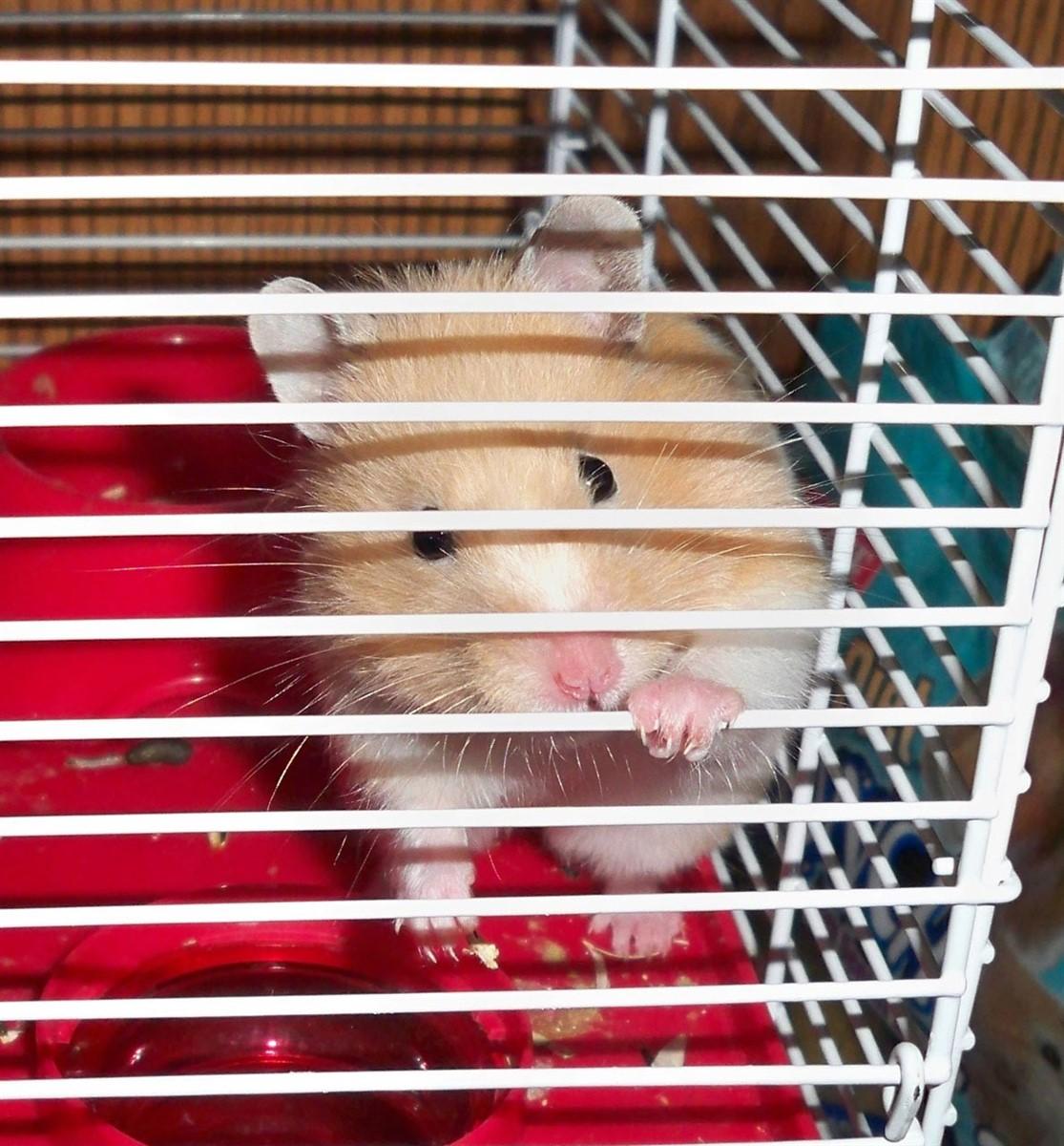 hamster in kA¤fig Foto hamster in kA¤fig