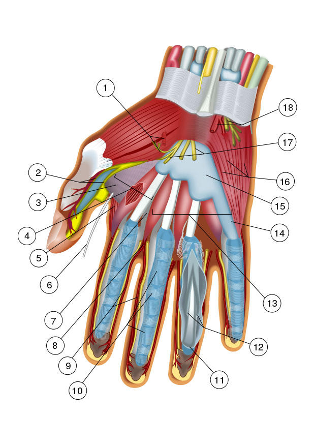 hand Bild hand