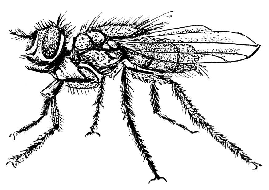 Malvorlage hausfliege