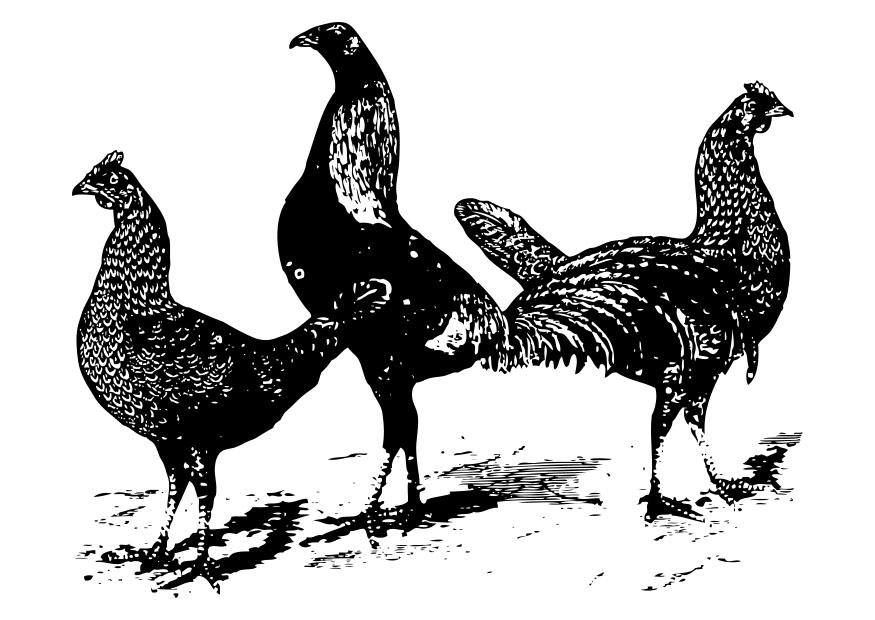 hennen Malvorlage hennen