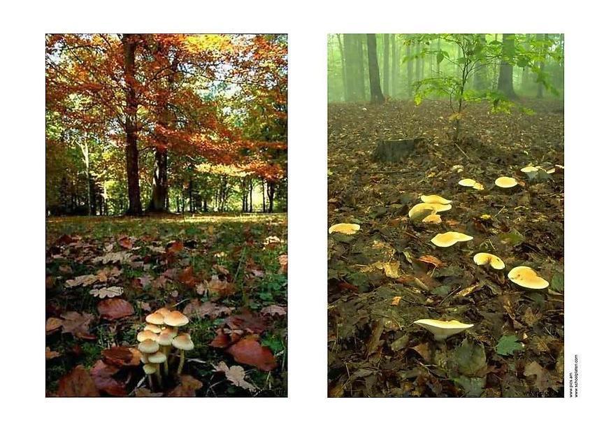 herbst 2 Foto herbst 2
