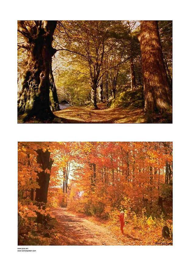 herbst 3 Foto herbst 3