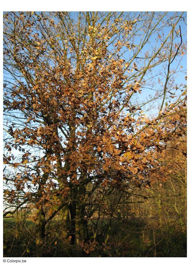 herbst Foto herbst