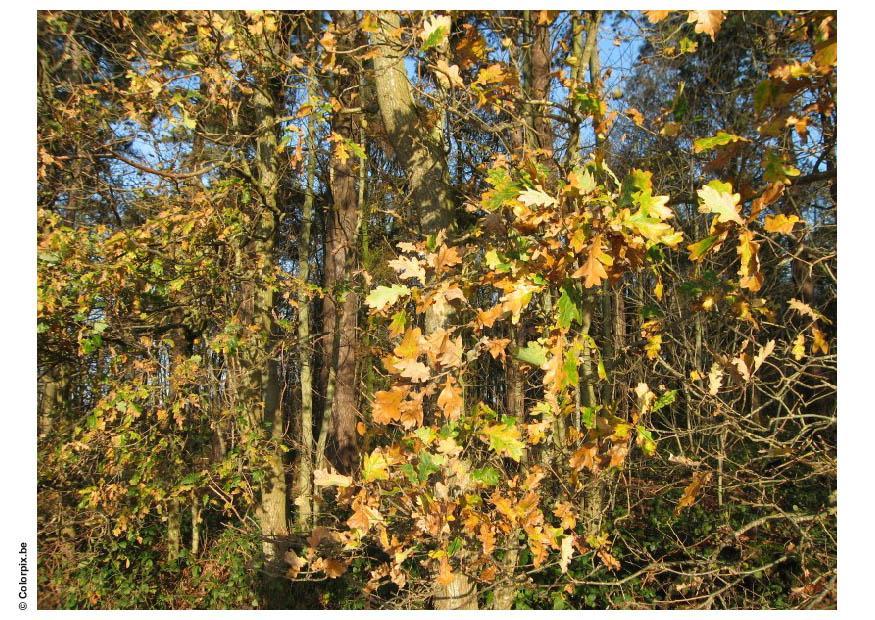herbst im wald Foto herbst im wald