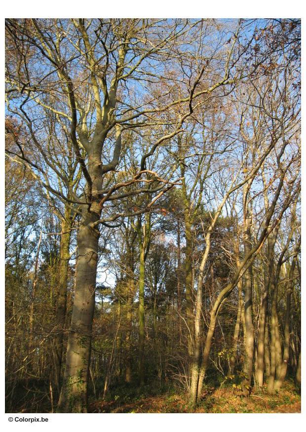 herbst im wald Foto herbst im wald