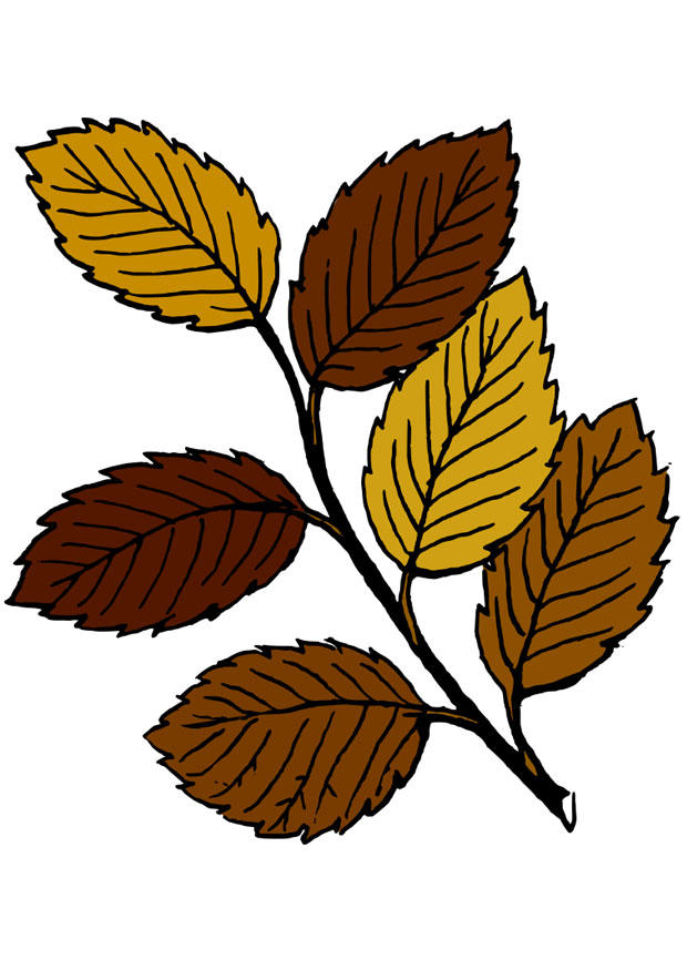 herbstblA¤tter Bild herbstblA¤tter