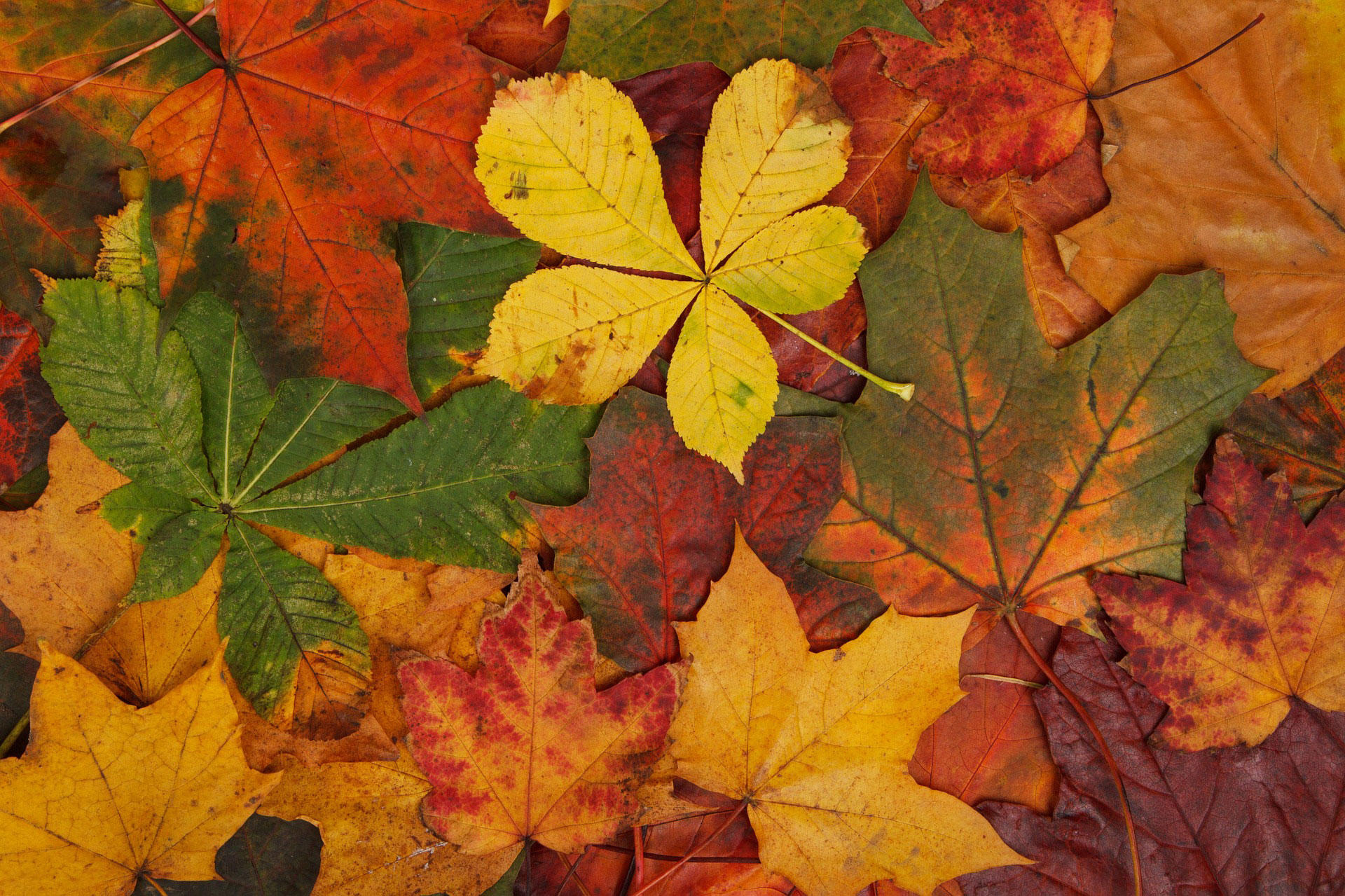 herbstblA¤tter Foto herbstblA¤tter