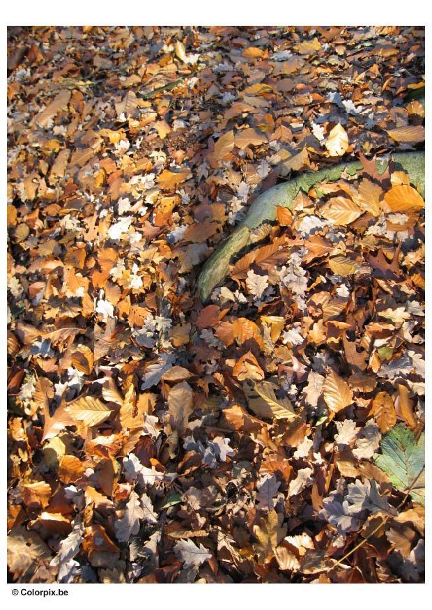 herbstblA¤tter Foto herbstblA¤tter
